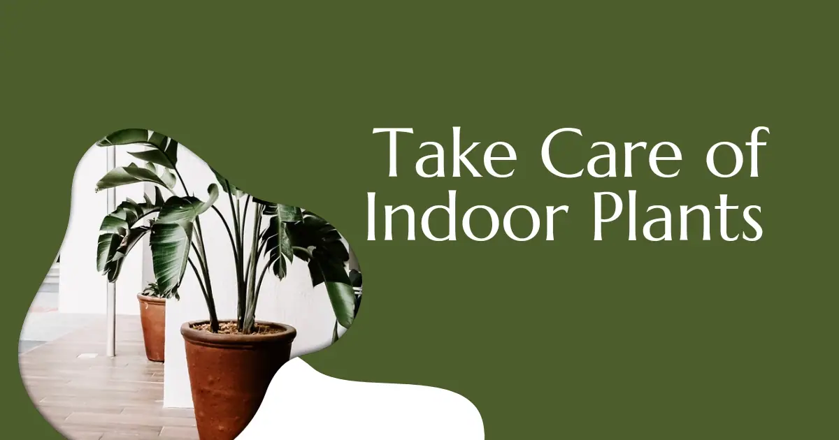 How To take Care of Indoor Plants