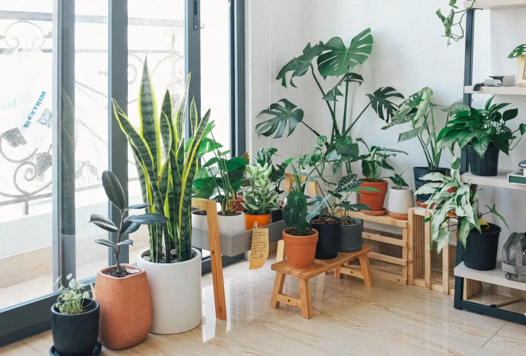 Indoor Plants take care